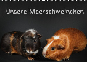 Unsere Meerschweinchen (Wandkalender 2022 DIN A2 quer) von Klecker,  Hermann