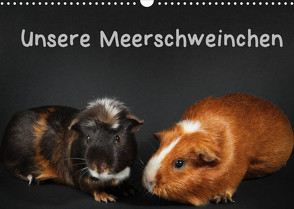 Unsere Meerschweinchen (Wandkalender 2022 DIN A3 quer) von Klecker,  Hermann