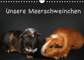 Unsere Meerschweinchen (Wandkalender 2022 DIN A4 quer) von Klecker,  Hermann