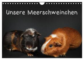 Unsere Meerschweinchen (Wandkalender 2024 DIN A4 quer), CALVENDO Monatskalender von Klecker,  Hermann