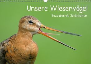 Unsere Wiesenvögel – Bezaubernde Schönheiten (Wandkalender 2018 DIN A3 quer) von Wermter,  Christof