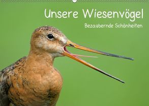 Unsere Wiesenvögel – Bezaubernde Schönheiten (Wandkalender 2019 DIN A2 quer) von Wermter,  Christof