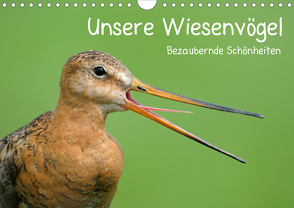 Unsere Wiesenvögel – Bezaubernde Schönheiten (Wandkalender 2021 DIN A4 quer) von Wermter,  Christof