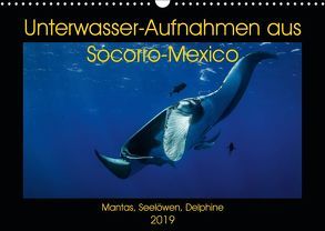 Unterwasser-Aufnahmen aus Socorro-Mexico (Wandkalender 2019 DIN A3 quer) von Caballero,  Sascha