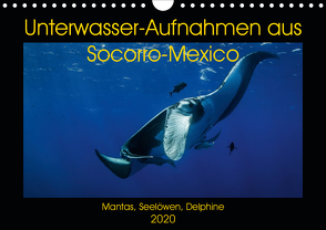 Unterwasser-Aufnahmen aus Socorro-Mexico (Wandkalender 2020 DIN A4 quer) von Caballero,  Sascha