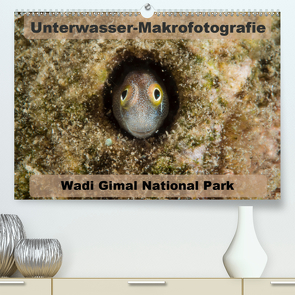 Unterwasser-Makrofotografie Wadi Gimal National Park (Premium, hochwertiger DIN A2 Wandkalender 2021, Kunstdruck in Hochglanz) von Tschierschky,  Michael