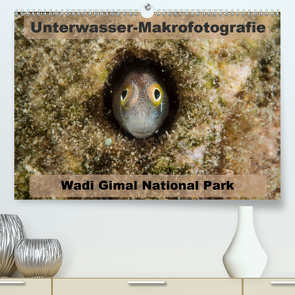 Unterwasser-Makrofotografie Wadi Gimal National Park (Premium, hochwertiger DIN A2 Wandkalender 2020, Kunstdruck in Hochglanz) von Tschierschky,  Michael