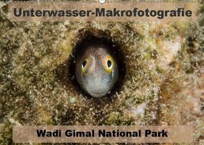 Unterwasser-Makrofotografie Wadi Gimal National Park (Wandkalender 2019 DIN A2 quer) von Tschierschky,  Michael