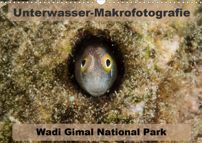 Unterwasser-Makrofotografie Wadi Gimal National Park (Wandkalender 2021 DIN A3 quer) von Tschierschky,  Michael