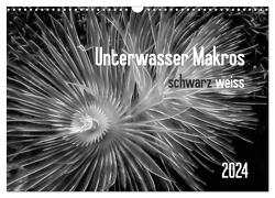 Unterwasser Makros – schwarz weiss 2024 (Wandkalender 2024 DIN A3 quer), CALVENDO Monatskalender von Weber-Gebert,  Claudia