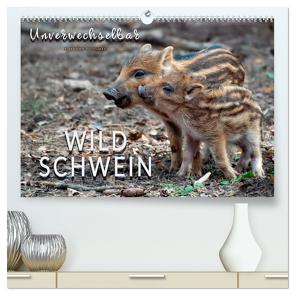 Unverwechselbar – Wildschwein (hochwertiger Premium Wandkalender 2024 DIN A2 quer), Kunstdruck in Hochglanz von Roder,  Peter