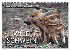 Unverwechselbar – Wildschwein (Wandkalender 2024 DIN A3 quer), CALVENDO Monatskalender von Roder,  Peter