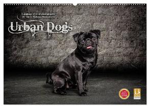 Urban Dogs – Hundekalender der anderen Art (Wandkalender 2024 DIN A2 quer), CALVENDO Monatskalender von Pinkoss Photostorys,  Oliver