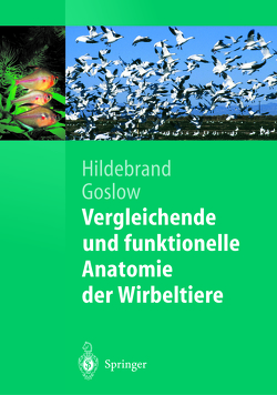 Vergleichende und funktionelle Anatomie der Wirbeltiere von Distler,  Claudia, Goslow,  George, Hildebrand,  Milton