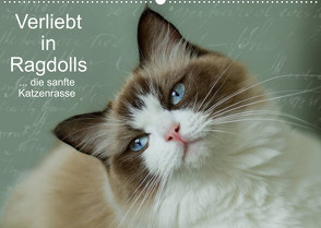 Verliebt in Ragdolls … die sanfte Katzenrasse (Wandkalender 2022 DIN A2 quer) von Reiß-Seibert,  Marion