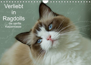 Verliebt in Ragdolls … die sanfte Katzenrasse (Wandkalender 2022 DIN A4 quer) von Reiß-Seibert,  Marion