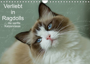 Verliebt in Ragdolls … die sanfte Katzenrasse (Wandkalender 2023 DIN A4 quer) von Reiß-Seibert,  Marion