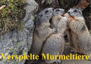 Verspielte Murmeltiere (Posterbuch DIN A2 quer) von Michel,  Susan