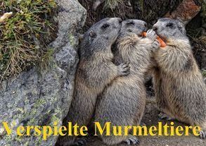 Verspielte Murmeltiere (Tischaufsteller DIN A5 quer) von Michel,  Susan