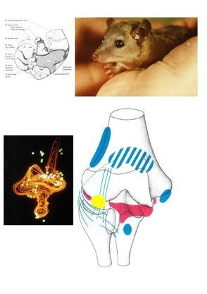 Verteilungsprinzipien von Gelenkrezeptoren entwickelt am Tiermodell Monodelphis domestica von Strasmann,  Thomas J.