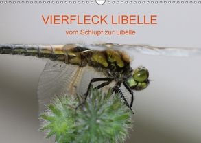 VIERFLECK LIBELLE – vom Schlupf zur Libelle (Wandkalender 2018 DIN A3 quer) von Brix - Studio Brix,  Matthias
