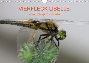 VIERFLECK LIBELLE – vom Schlupf zur Libelle (Wandkalender 2018 DIN A4 quer) von Brix - Studio Brix,  Matthias