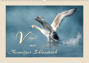 Vögel am Chemnitzer Schlossteich (Wandkalender 2021 DIN A2 quer) von Hultsch,  Heike