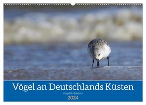 Vögel an Deutschlands Küsten (Wandkalender 2024 DIN A2 quer), CALVENDO Monatskalender von Meister,  Angelika