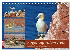 Vögel auf rotem Fels – Helgolands grandiose Vogelwelt (Tischkalender 2024 DIN A5 quer), CALVENDO Monatskalender von Schaack,  René