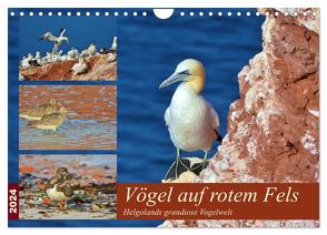 Vögel auf rotem Fels – Helgolands grandiose Vogelwelt (Wandkalender 2024 DIN A4 quer), CALVENDO Monatskalender von Schaack,  René