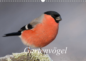 Vögel aus dem Garten (Wandkalender 2022 DIN A3 quer) von Fotografie,  Em-Jott