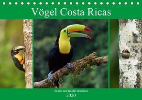 Vögel Costa Ricas (Tischkalender 2020 DIN A5 quer) von und Daniel Brockner,  Armin