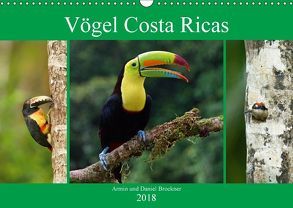 Vögel Costa Ricas (Wandkalender 2018 DIN A3 quer) von und Daniel Brockner,  Armin