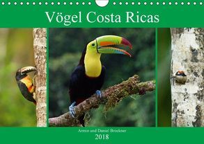 Vögel Costa Ricas (Wandkalender 2018 DIN A4 quer) von und Daniel Brockner,  Armin