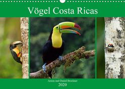 Vögel Costa Ricas (Wandkalender 2020 DIN A3 quer) von und Daniel Brockner,  Armin