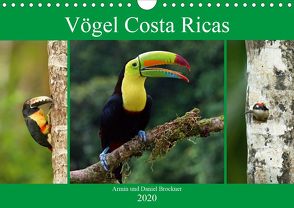 Vögel Costa Ricas (Wandkalender 2020 DIN A4 quer) von und Daniel Brockner,  Armin