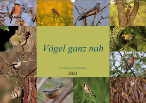 Vögel ganz nah (Wandkalender 2021 DIN A2 quer) von Erlwein,  Winfried