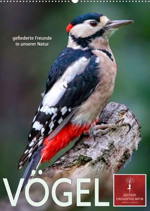 Vögel – gefiederte Freunde in unserer Natur (Wandkalender 2023 DIN A2 hoch) von Roder,  Peter