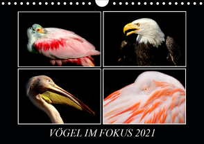 Vögel im Fokus 2021 (Wandkalender 2021 DIN A4 quer) von Hamburg, Mirko Weigt,  ©