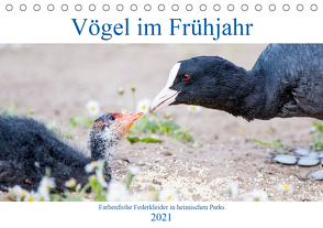 Vögel im Frühjahr (Tischkalender 2021 DIN A5 quer) von pixs:sell