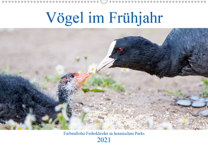 Vögel im Frühjahr (Wandkalender 2021 DIN A2 quer) von pixs:sell