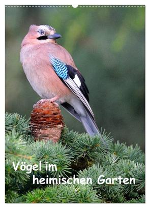 Vögel im heimischen Garten (Wandkalender 2024 DIN A2 hoch), CALVENDO Monatskalender von Wilczek,  Dieter