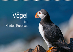 Vögel im Norden Europas (Wandkalender 2021 DIN A2 quer) von Thoma,  Martin