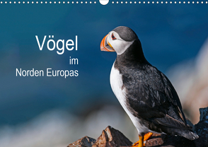 Vögel im Norden Europas (Wandkalender 2021 DIN A3 quer) von Thoma,  Martin