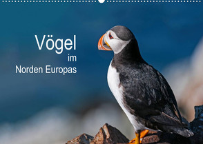 Vögel im Norden Europas (Wandkalender 2023 DIN A2 quer) von Thoma,  Martin