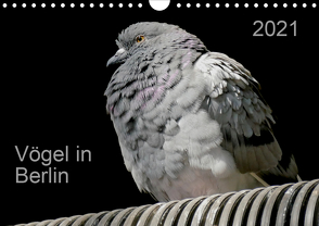 Vögel in Berlin (Wandkalender 2021 DIN A4 quer) von Mahrhofer,  Verena