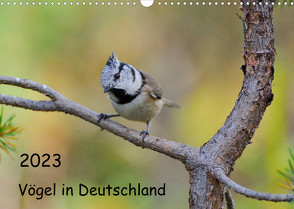 Vögel in Deutschland (Wandkalender 2023 DIN A3 quer) von Jähne,  Karin