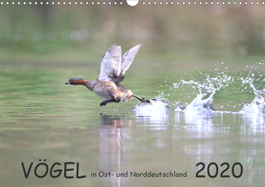 Vögel in Ost- und Norddeutschland 2020 (Wandkalender 2020 DIN A3 quer) von Jansen,  Rolf