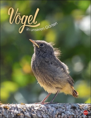 Vögel in unseren Gärten Posterkalender 2024