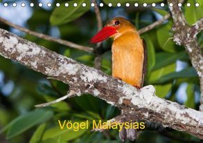 Vögel Malaysias – Birds of Malaysia (Tischkalender 2019 DIN A5 quer) von D. Weinand,  Ralf